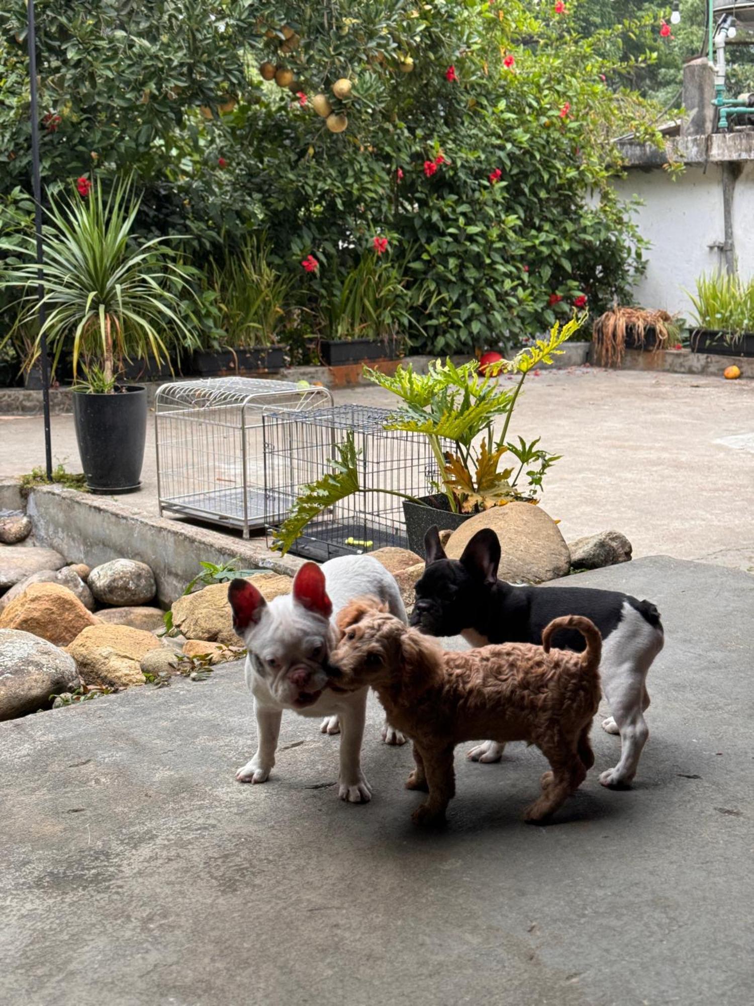 Apartamento De Yang House Sapa Exterior foto